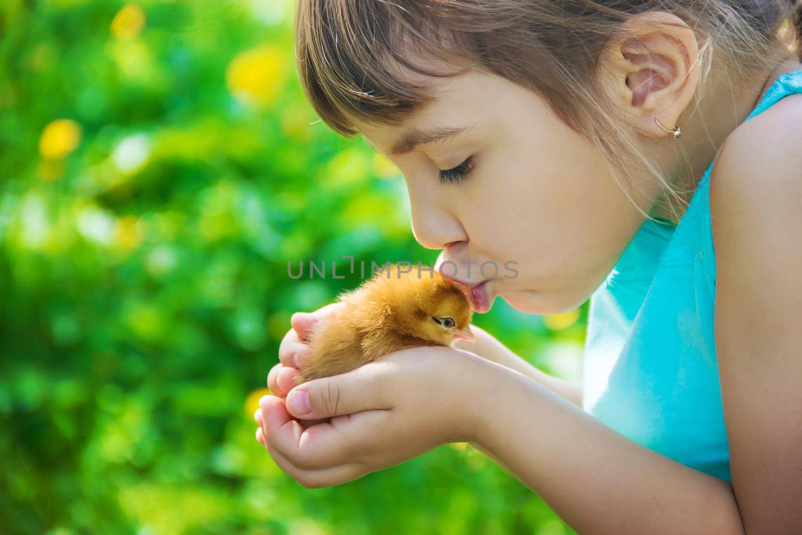 The child holds a chicken in his hands. Selective focus. nature.