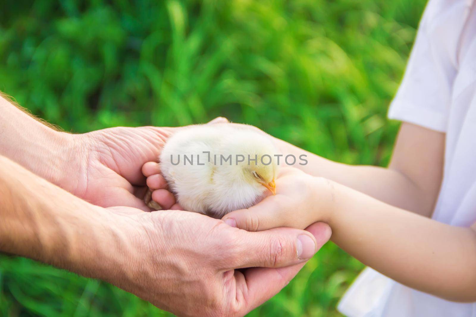 The child holds a chicken in his hands. Selective focus. by yanadjana