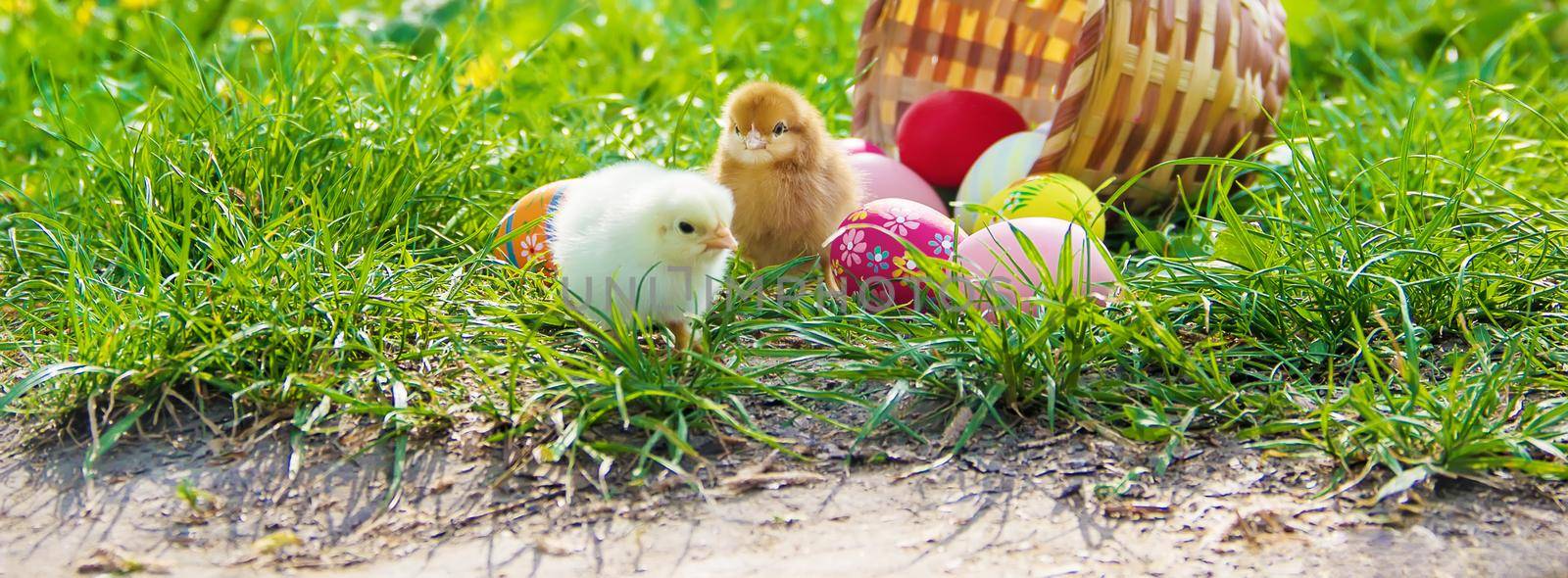 Little chickens in the green grass. Easter. Selective focus. by yanadjana