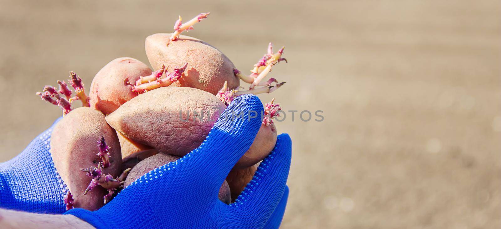 planting potatoes. garden. selective focus Organic food nature