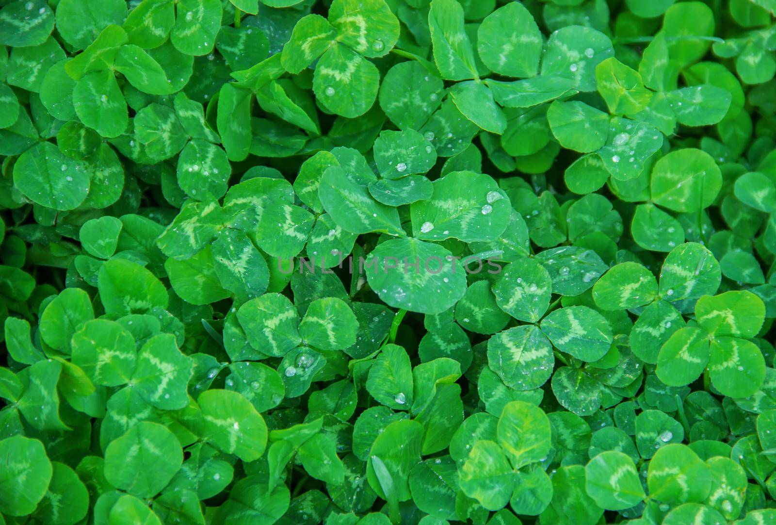 Clover leaf. Happy St. Patrick's Day. Selective focus nature