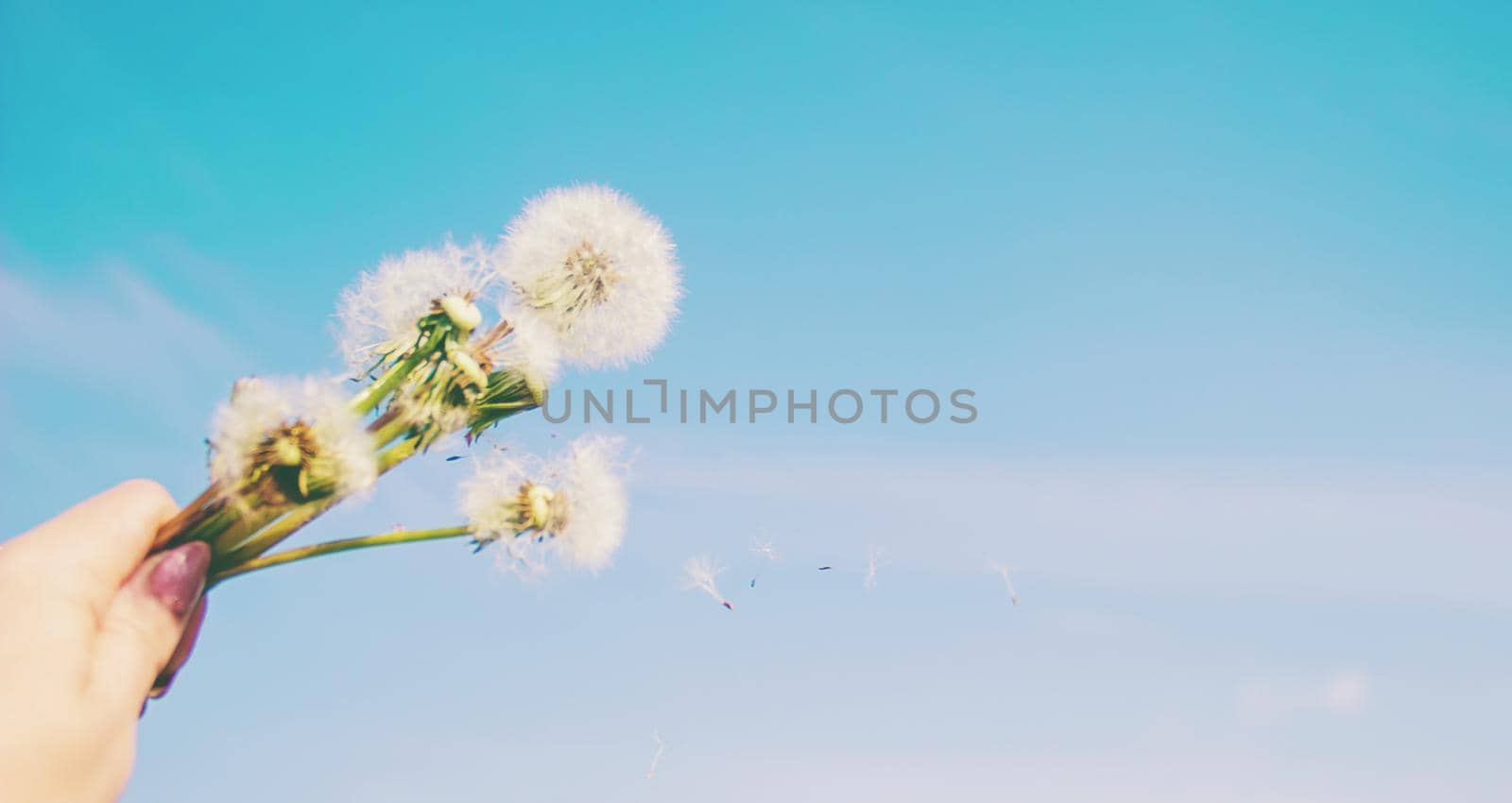 dandelions against the sky. Selective focus. Nature.