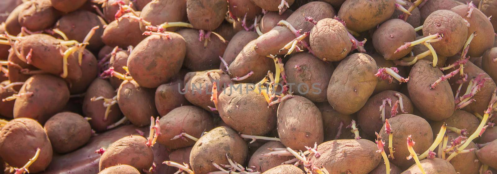 planting potatoes. garden. selective focus. Organic food. by yanadjana