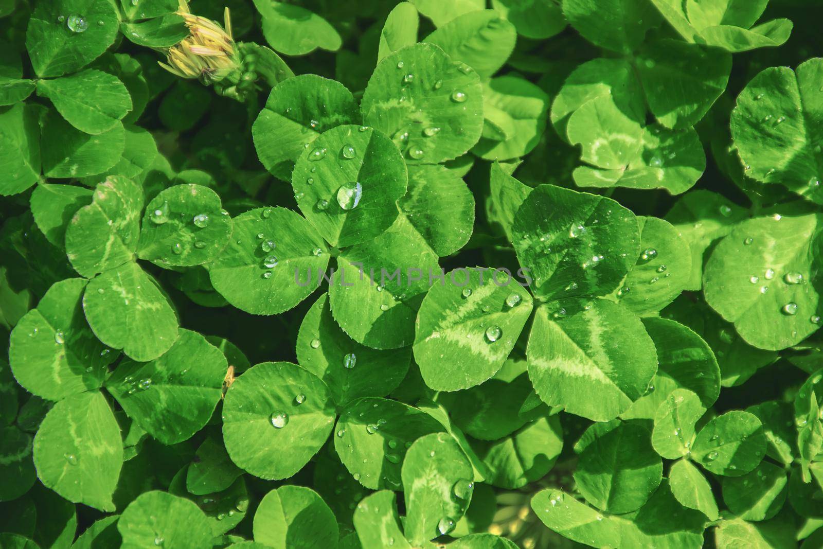 Clover leaf. Happy St. Patrick's Day. Selective focus.
