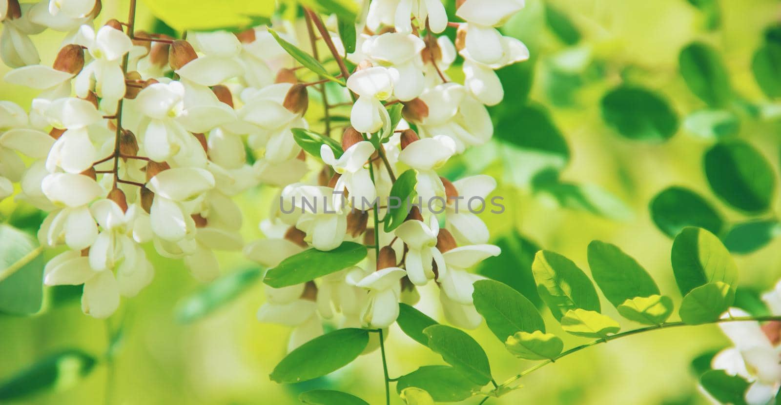 Acacia blooms. Nature. Selective focus.Fauna and flora.