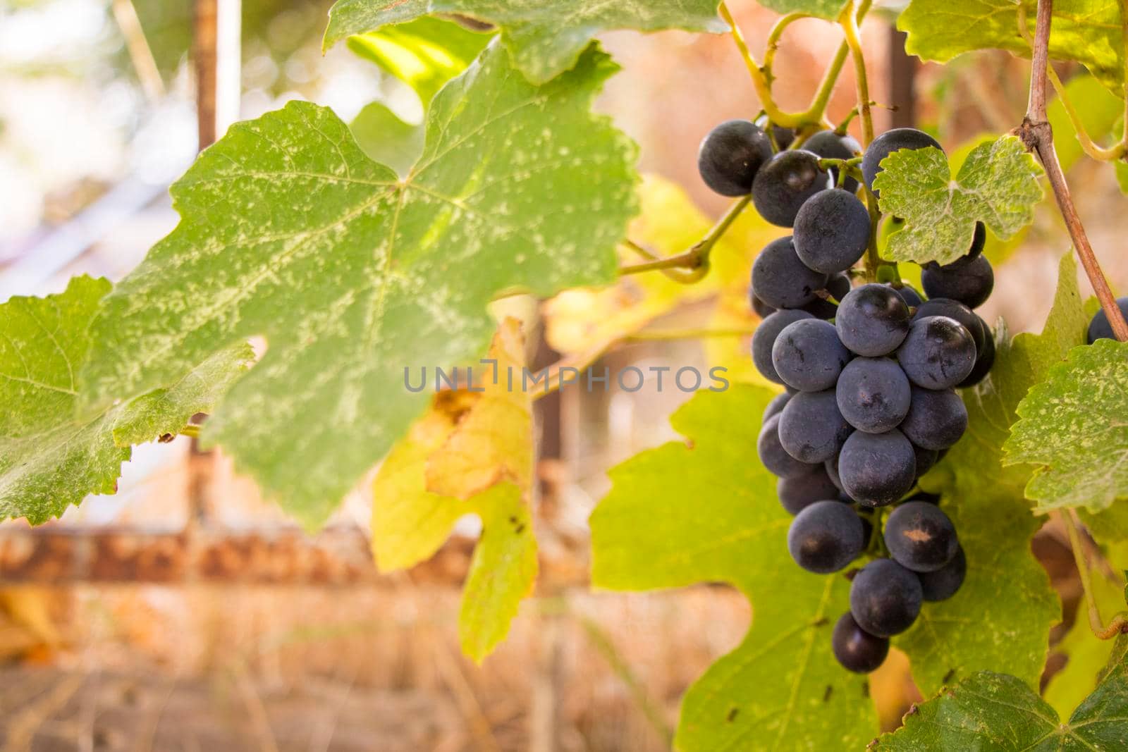 Red grape in wine yard, Georgia