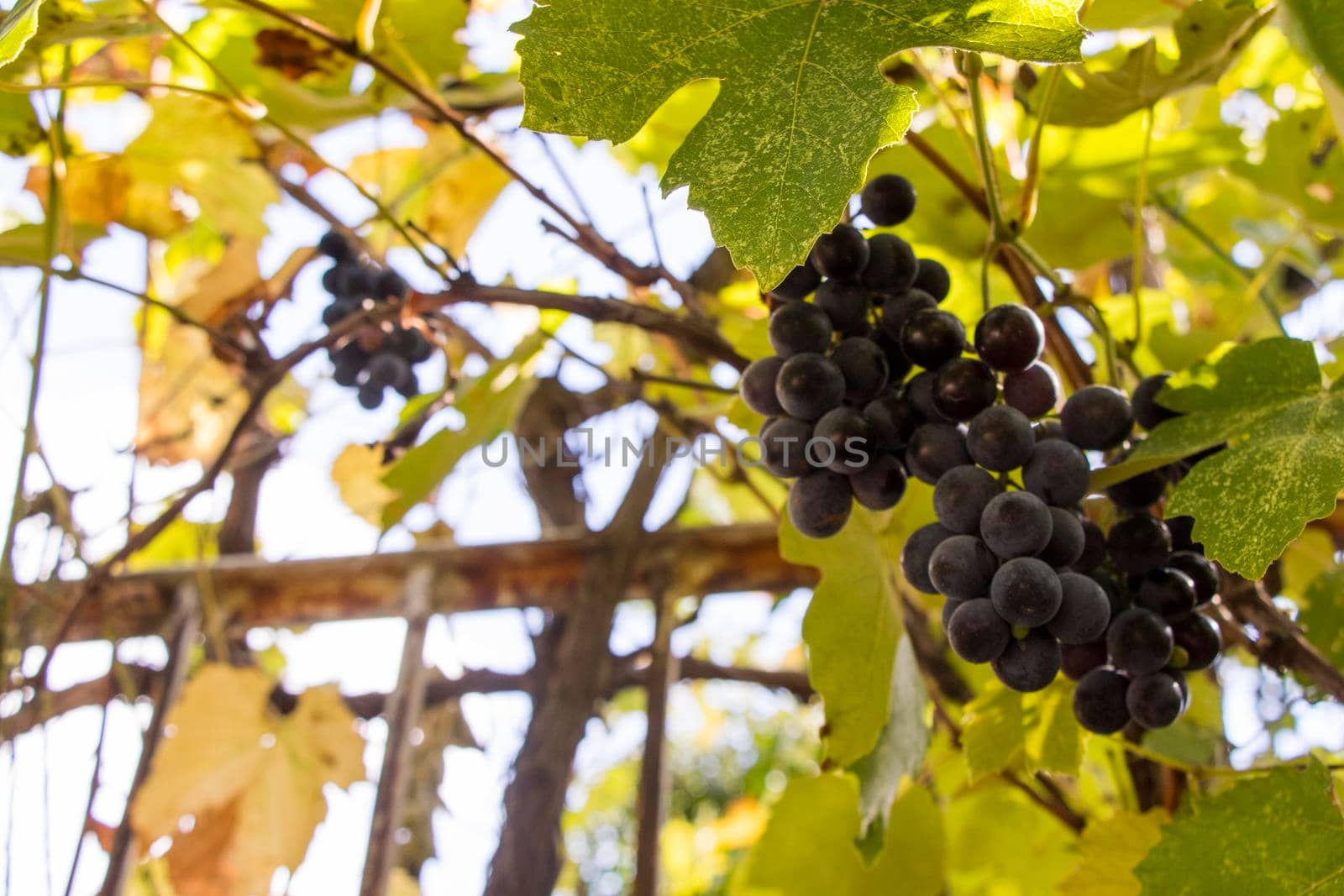 Red grape in wine yard, Georgia
