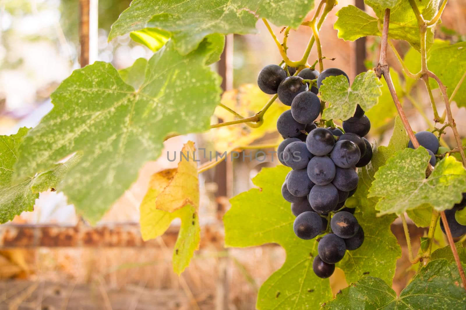 Red grape in wine yard by Taidundua