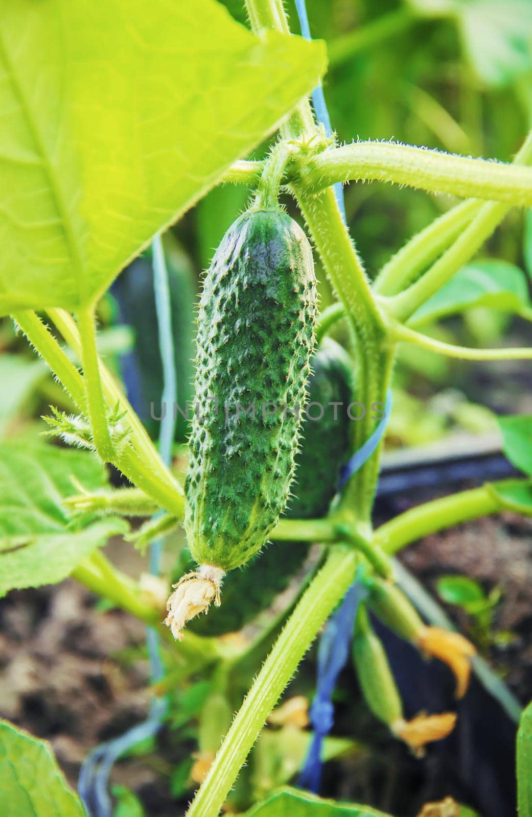 homemade cucumber cultivation and harvest in the hands by yanadjana