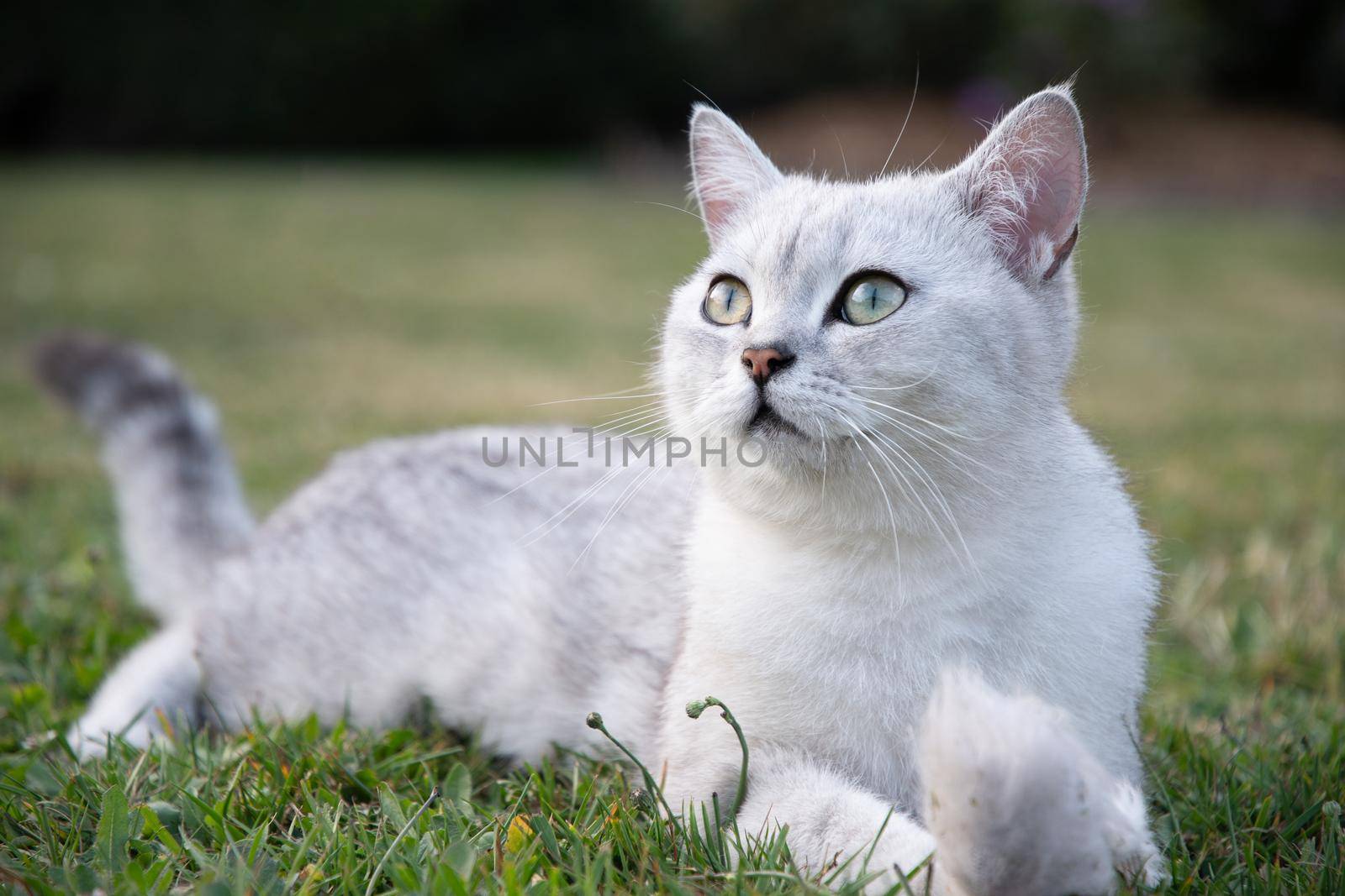 cute light gray scottish kitten lies peacefully on a green lawn and enjoy, peaceful life on earth. High quality photo