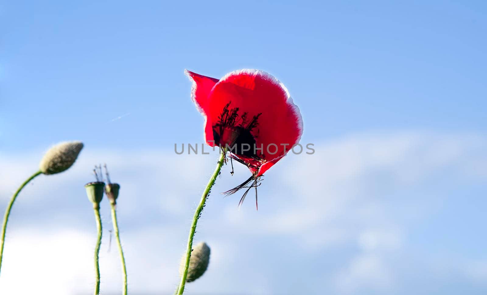 Bright poppy flowers against the blue sky. Field of wild poppies on a sunny spring day. Floral banner. Bloomed poppies.