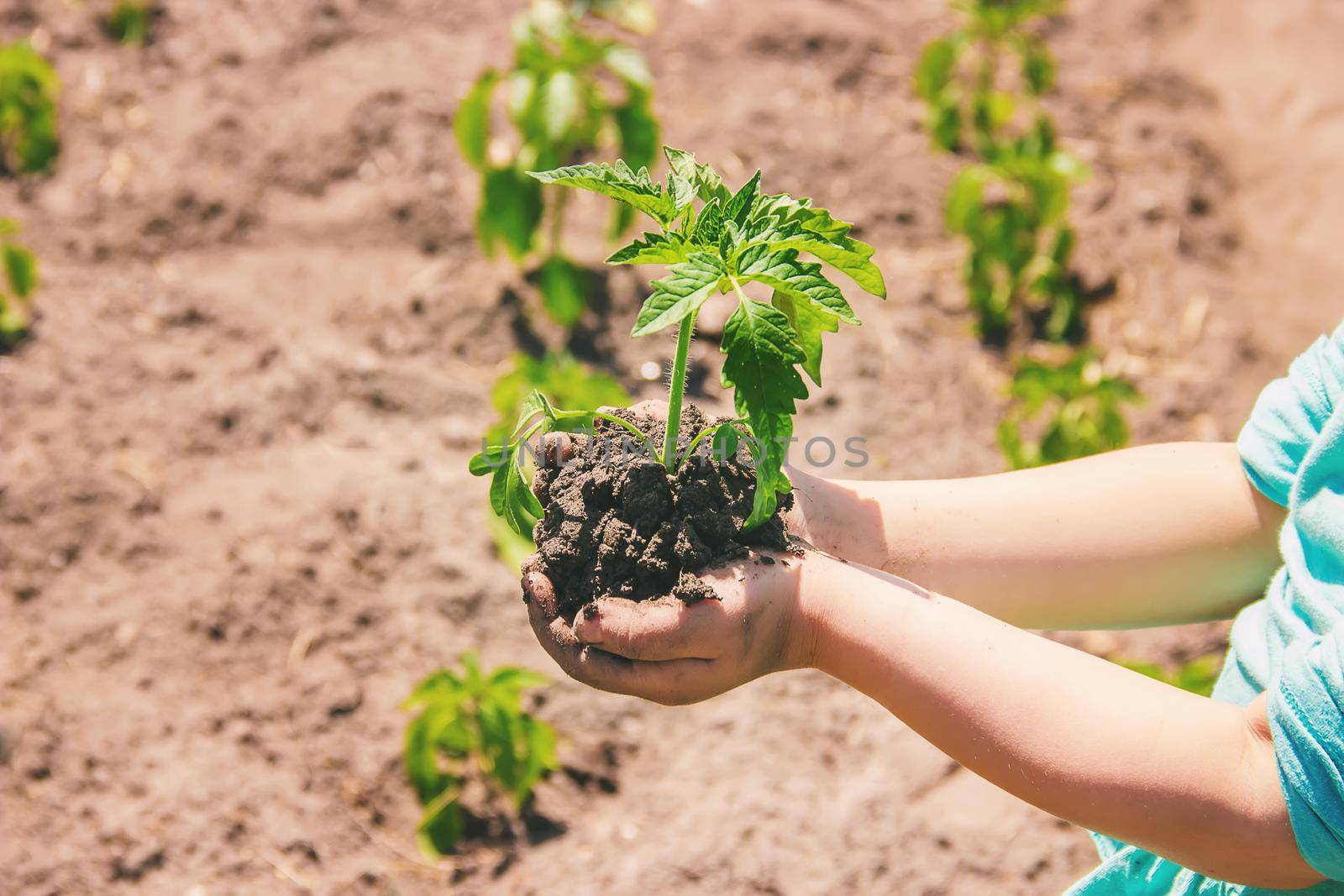 A child plants a plant in the garden. Selective focus. nature.