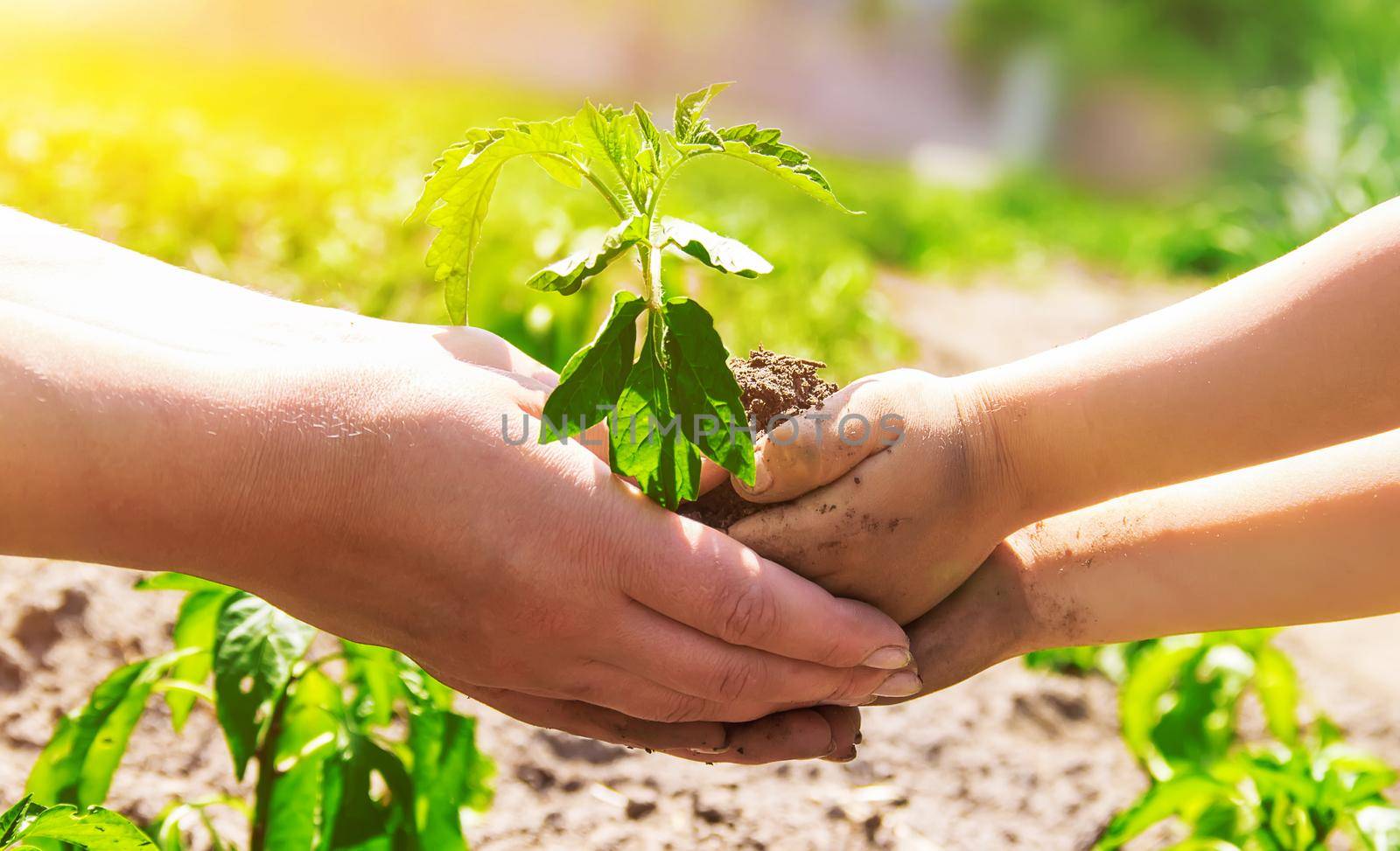 A child plants a plant in the garden. Selective focus. by yanadjana