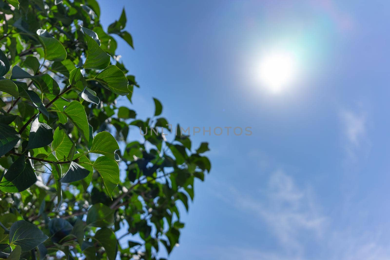 The crown of a tree with green leaves on the background of a blue sky and a bright sun by Serhii_Voroshchuk