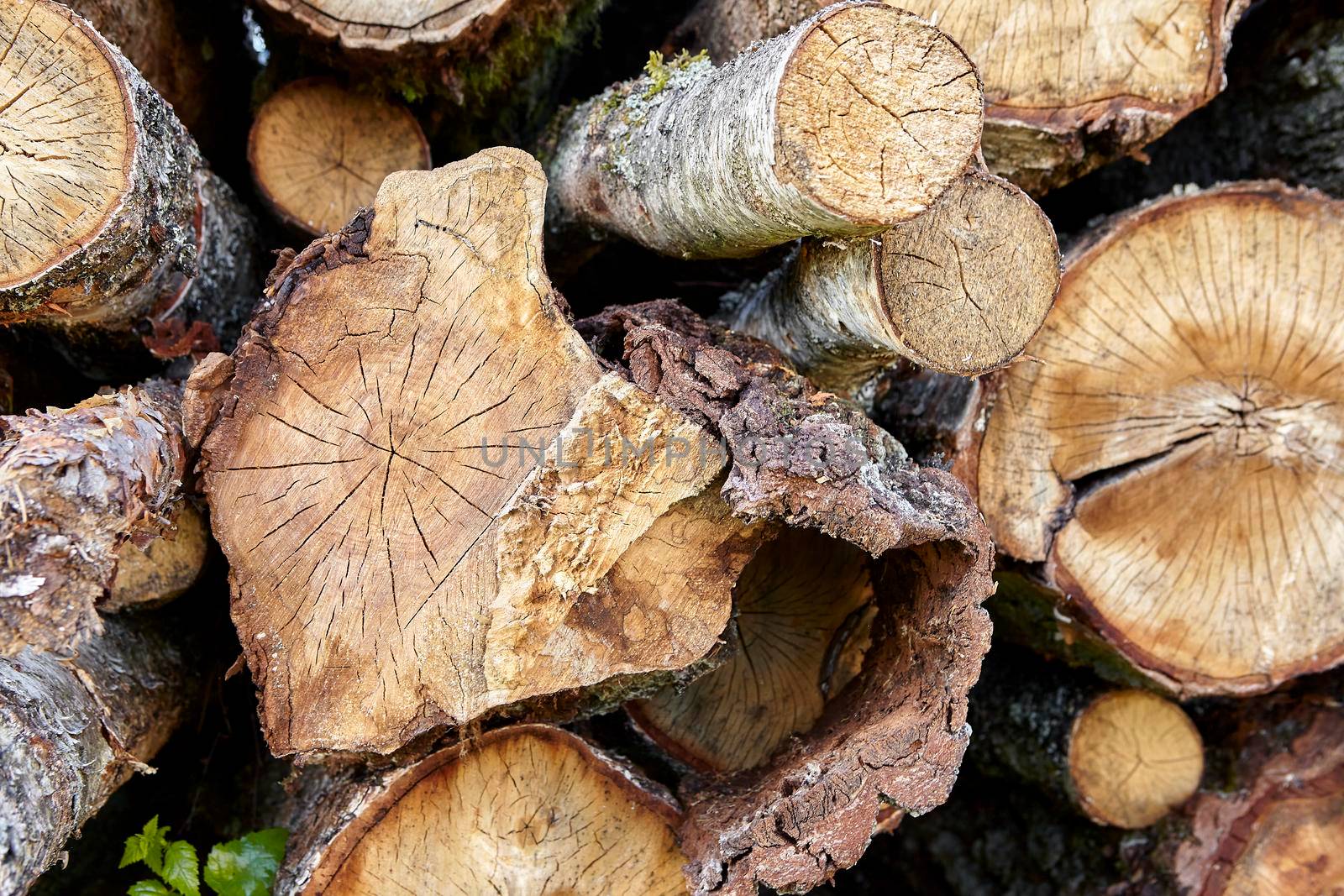 birch logs. a lot of firewood, fallen trees, a lot of logs are lying on the ground in the nature of a sawmill. Sectional view.