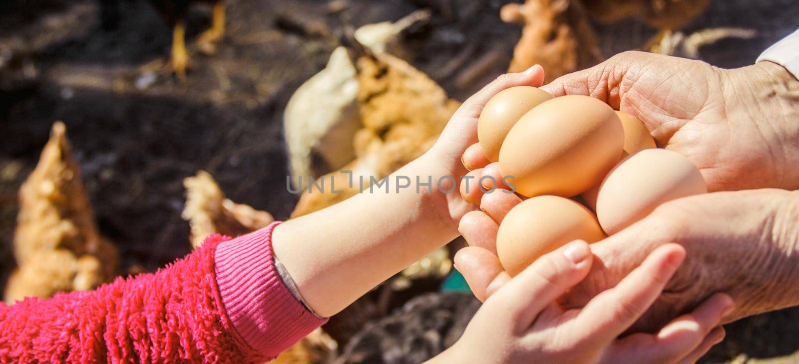 Chicken domestic eggs in hands. Selective focus. farm