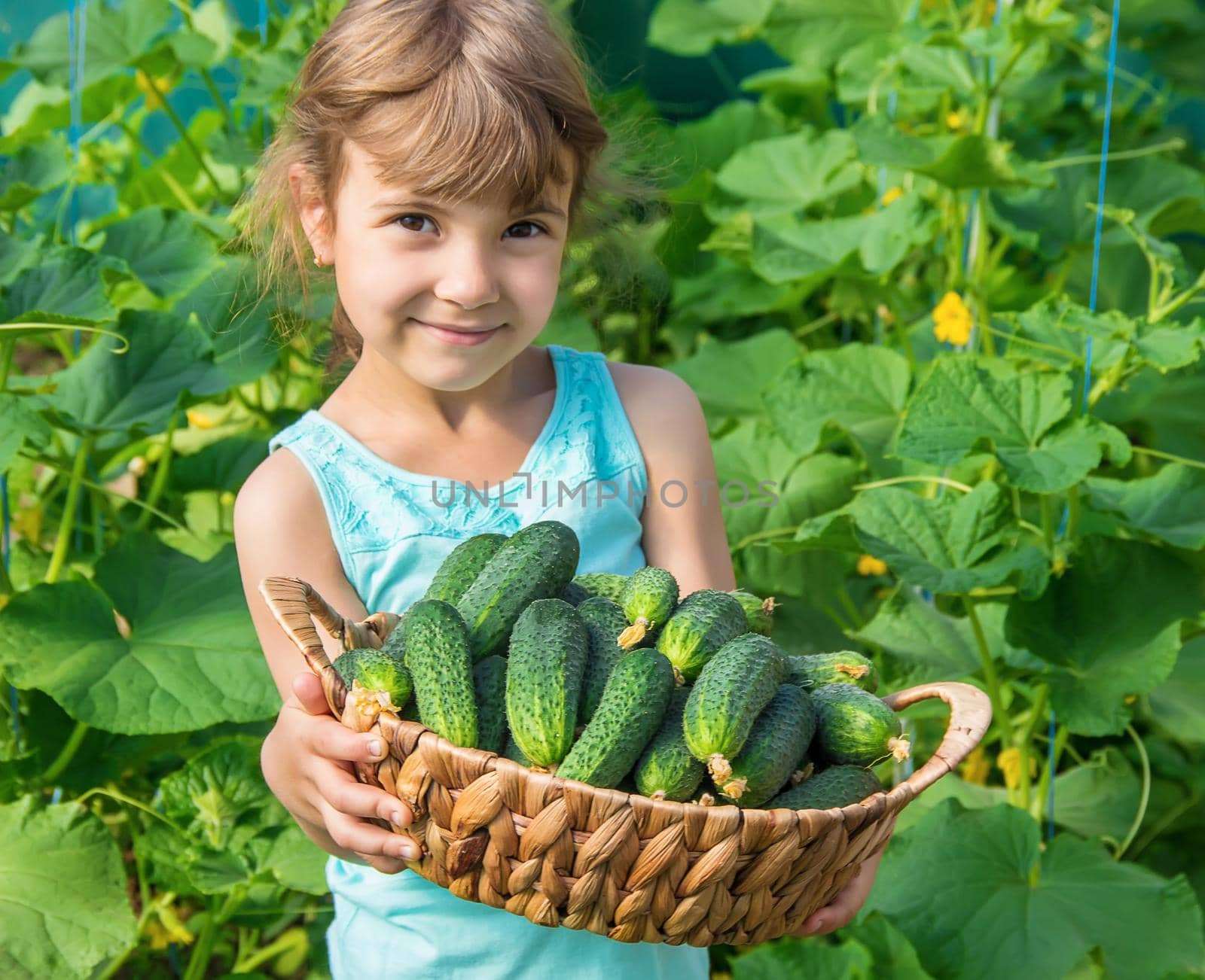 homemade cucumber cultivation and harvest in the hands