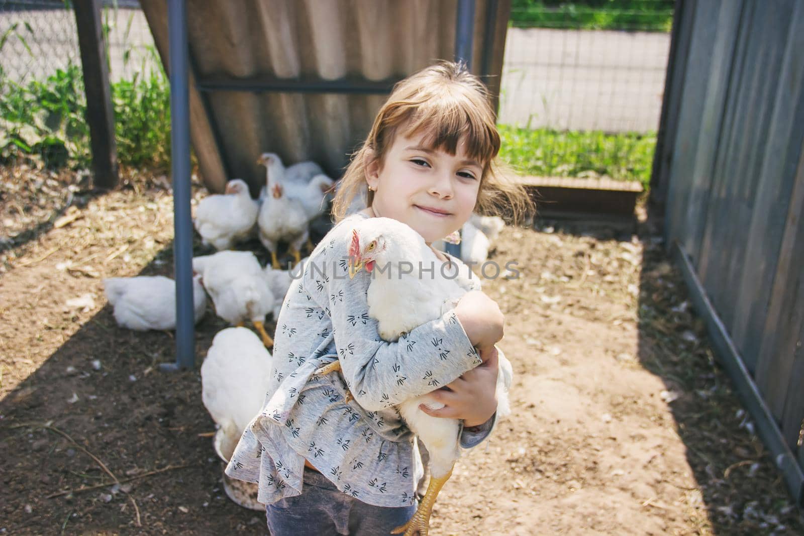 Bio chickens on a home farm a children. by yanadjana