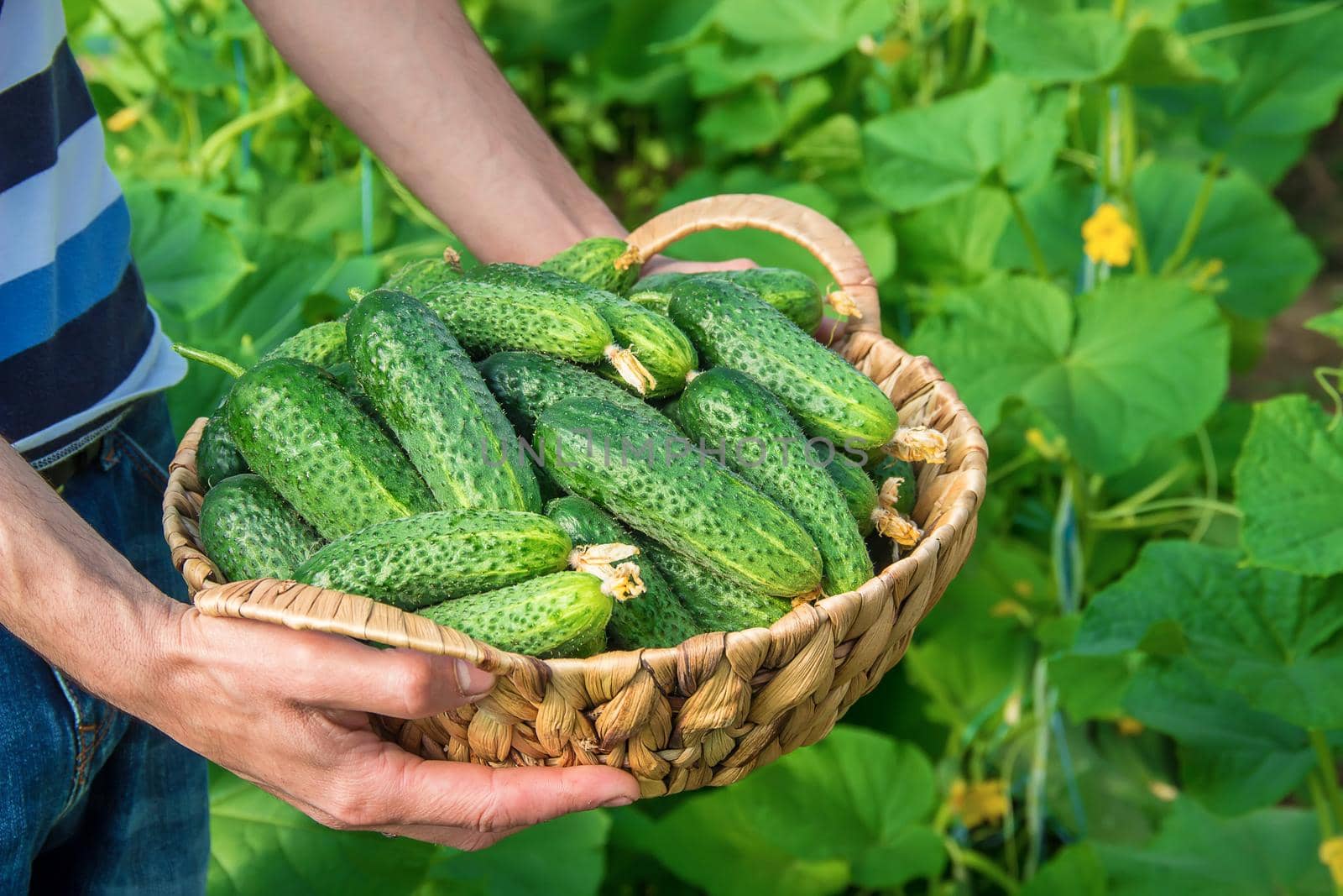 homemade cucumber cultivation and harvest in the hands of men. by yanadjana