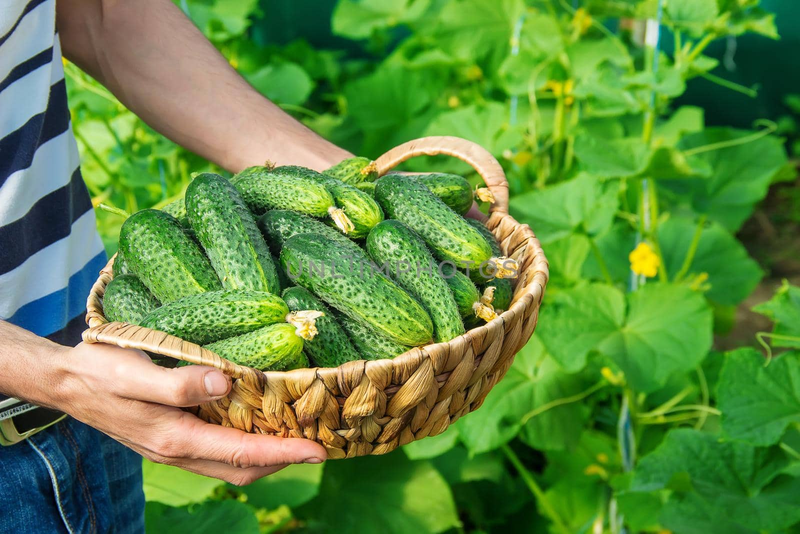 homemade cucumber cultivation and harvest in the hands of men.