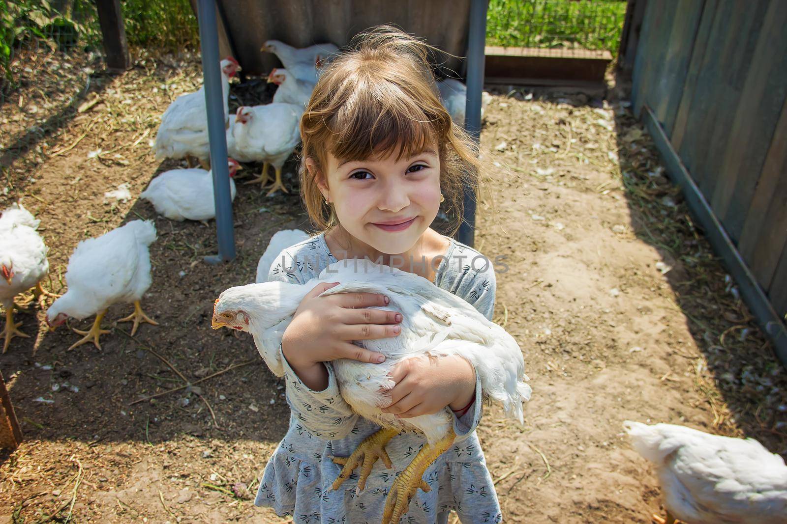 Bio chickens on a home farm a children.