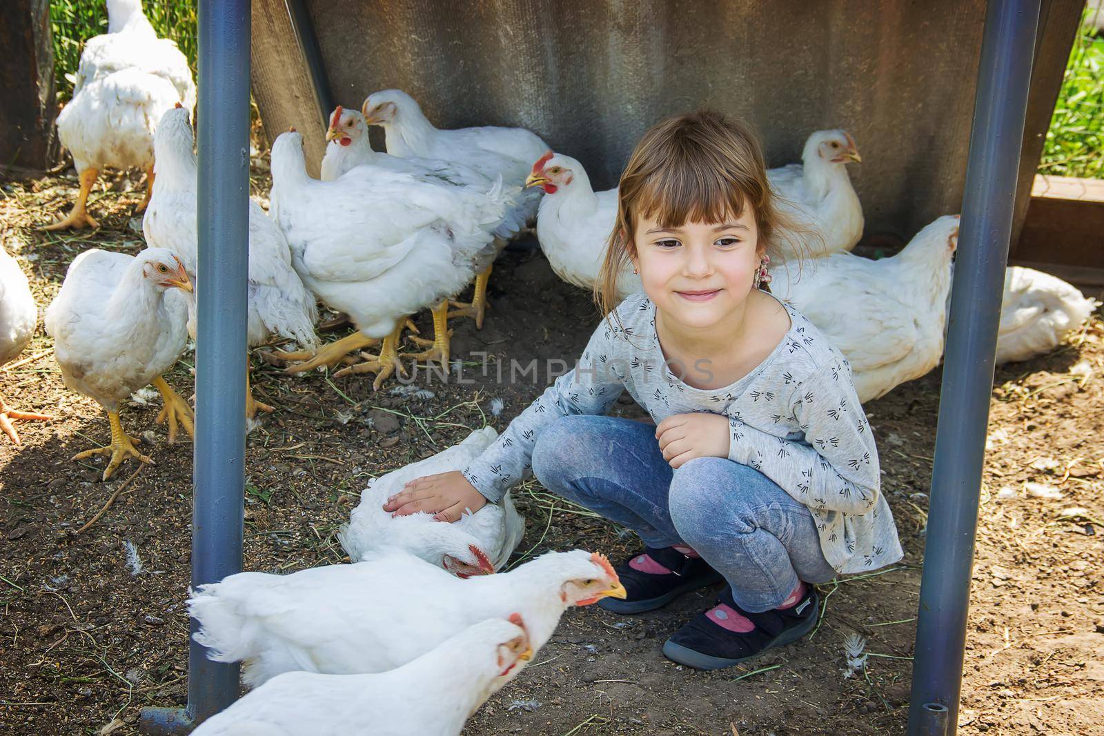 Bio chickens on a home farm a children. by yanadjana