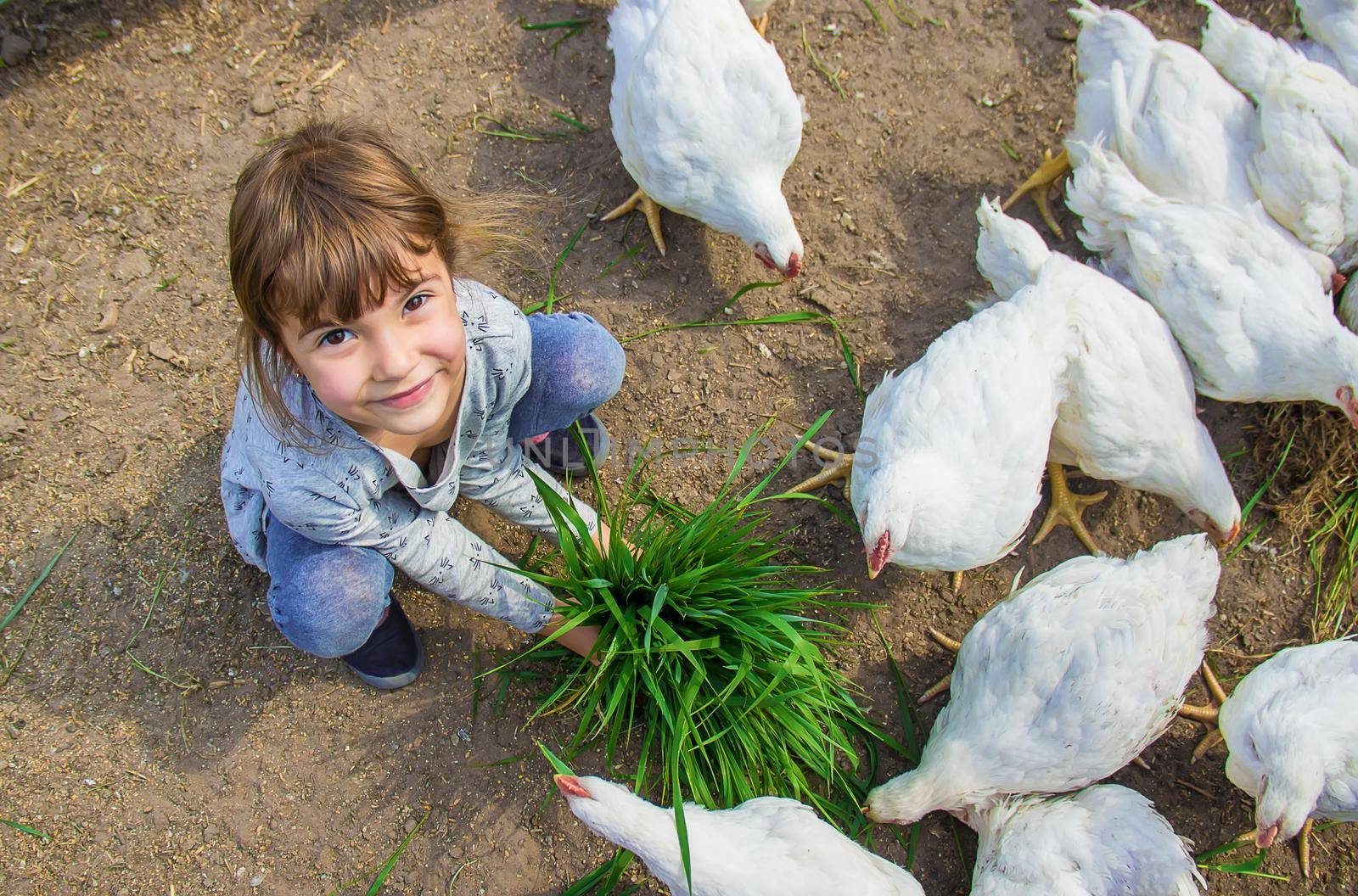 Bio chickens on a home farm a children.