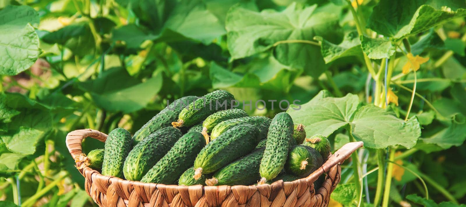 homemade cucumber cultivation and harvest. selective focus. by yanadjana