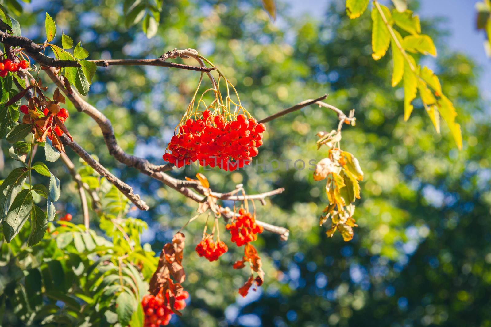 Red berries of rowan. Ripe orange rowan berries close-up grow in clusters on branches.