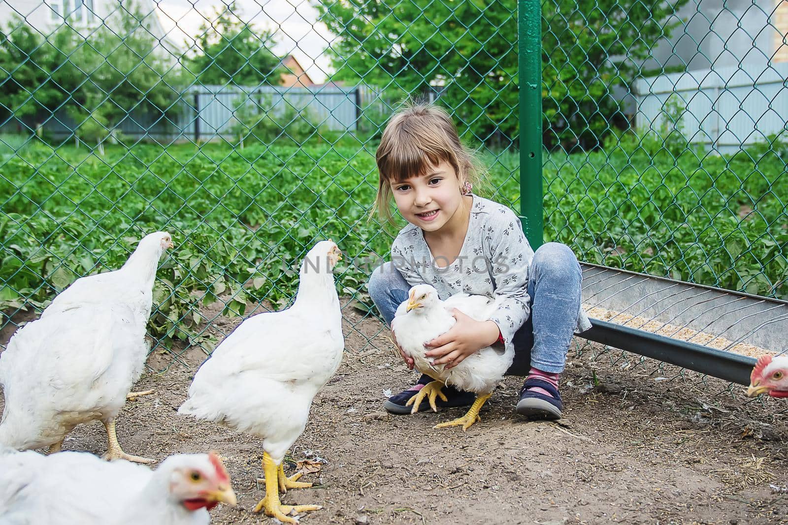 Bio chickens on a home farm a children. nature.