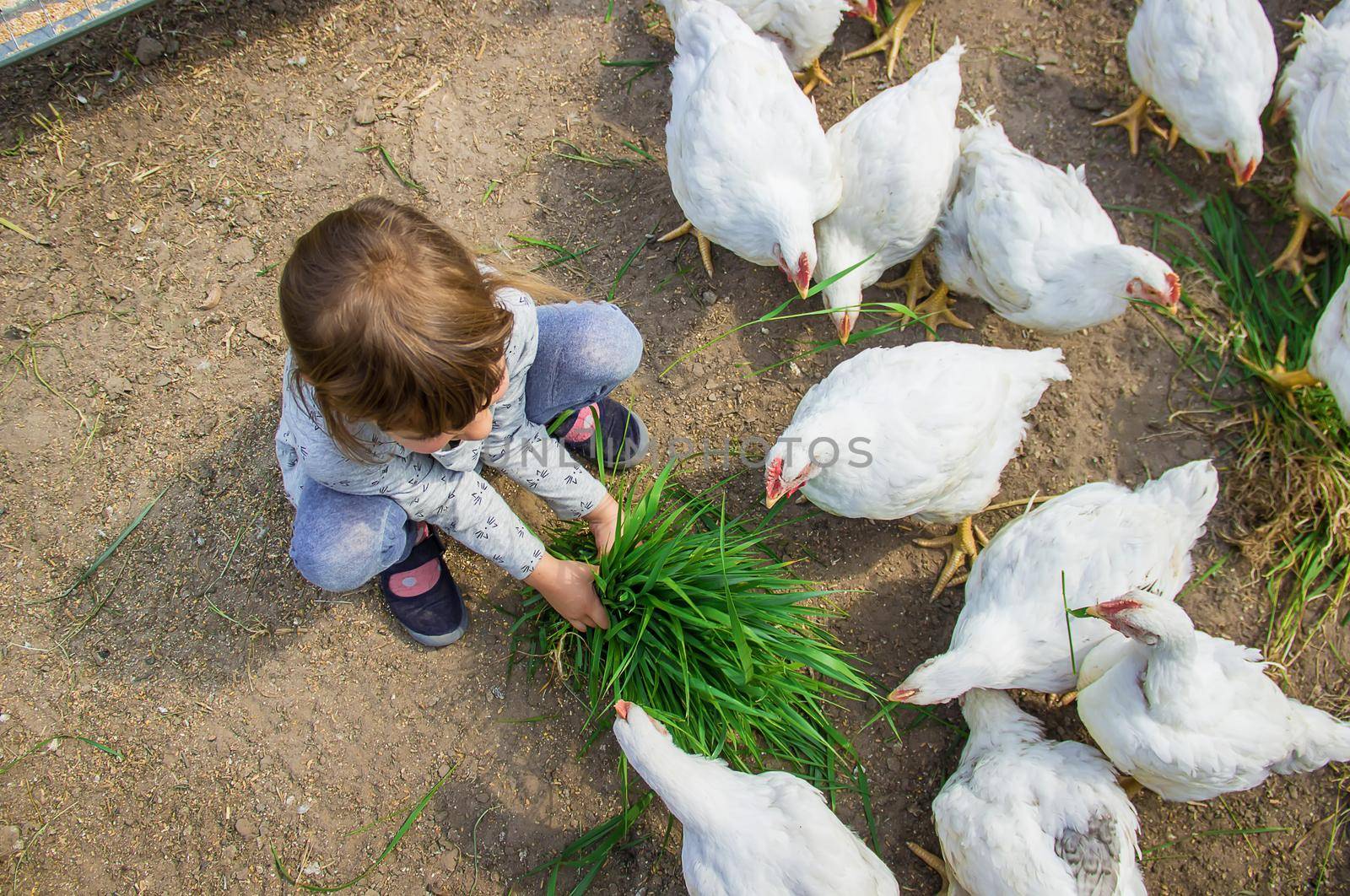 Bio chickens on a home farm a children.