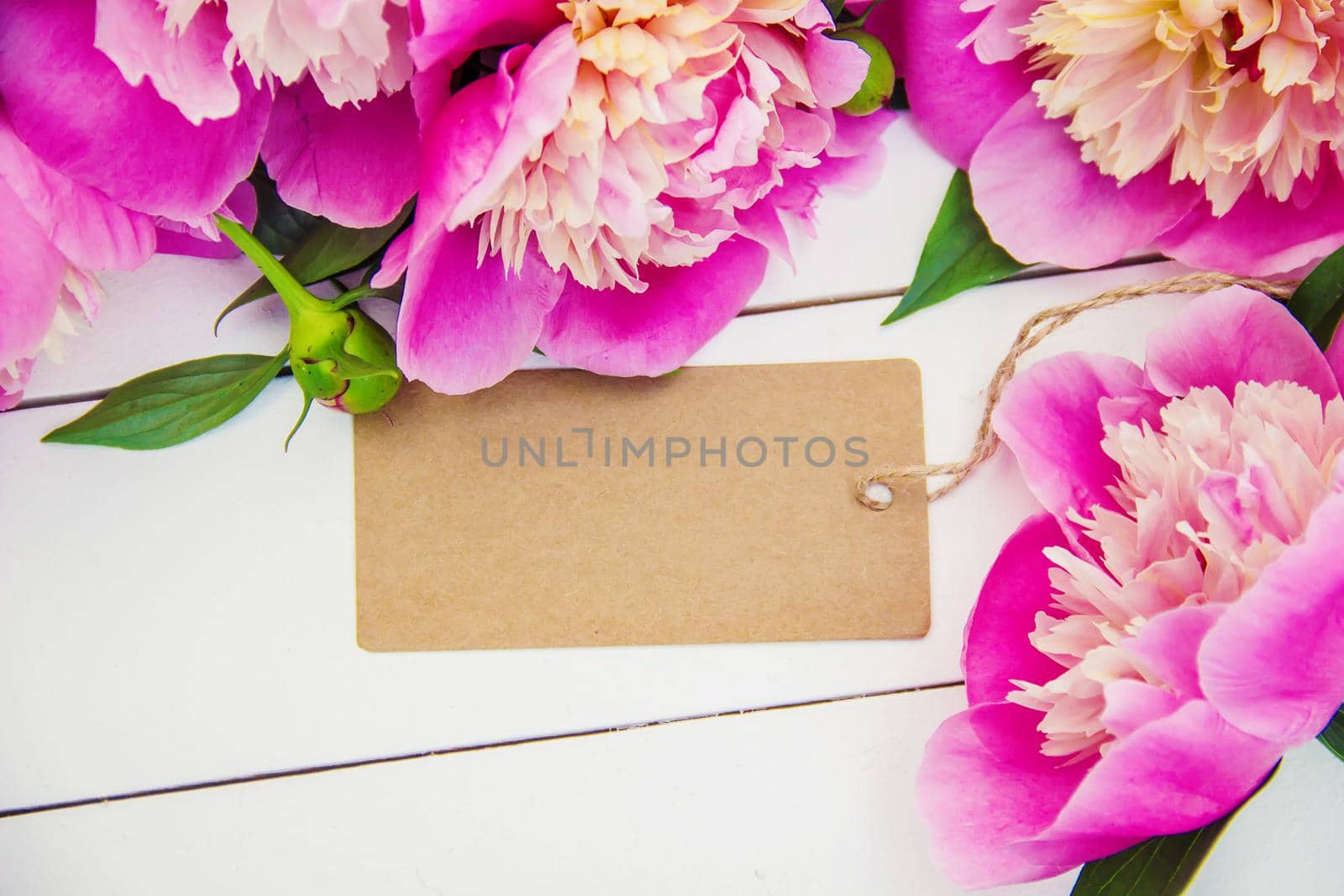 flowers peonies on a white background. selective focus.