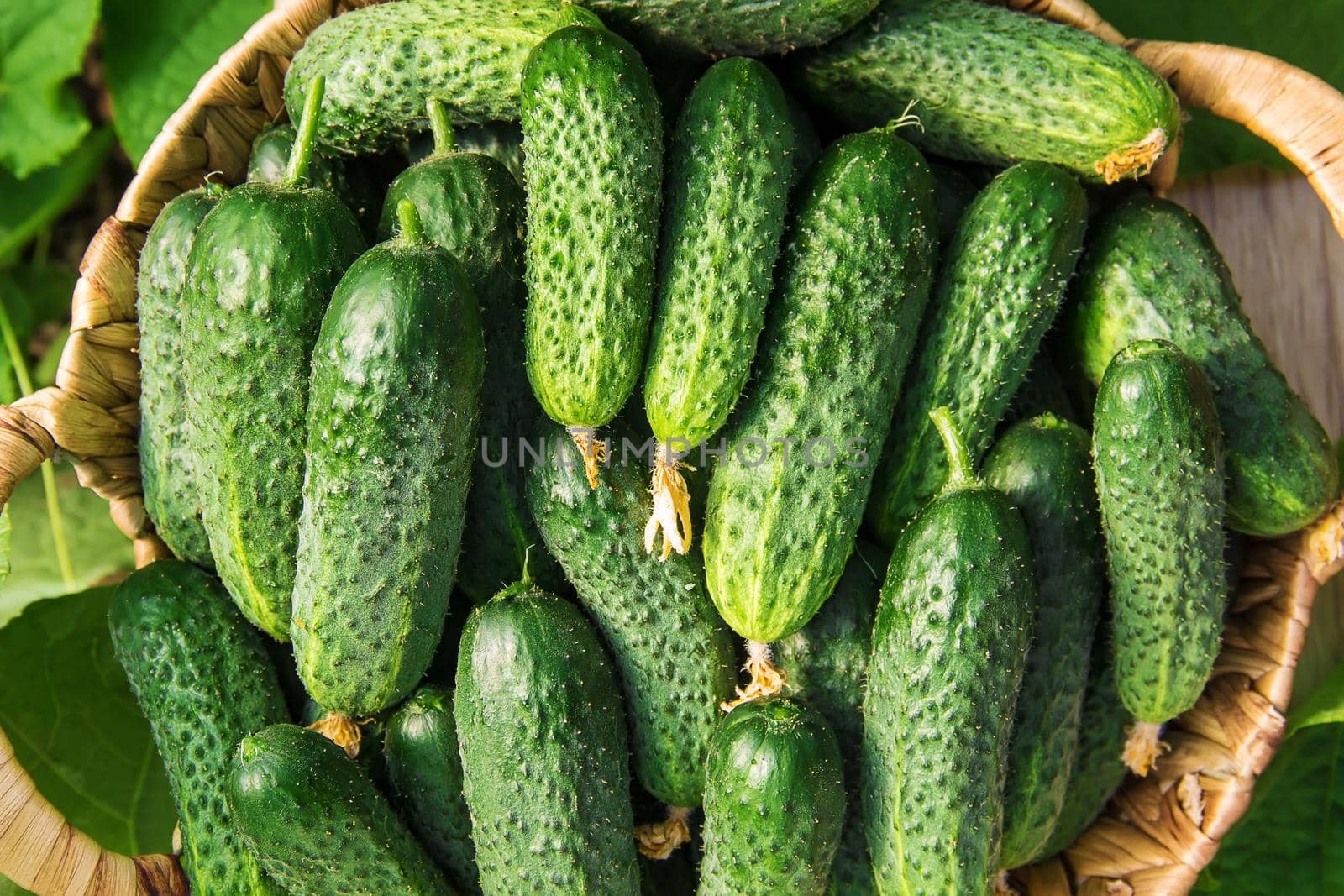 homemade cucumber cultivation and harvest. selective focus.