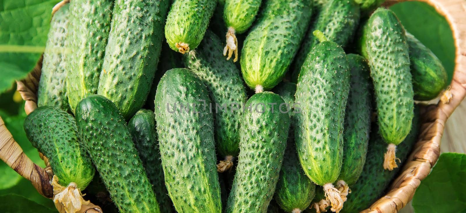 homemade cucumber cultivation and harvest. selective focus.