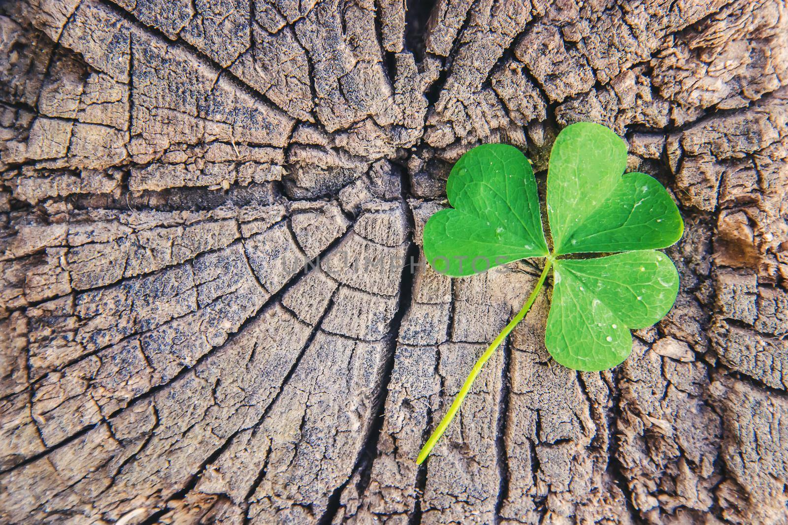 Clover leaf. Happy St. Patrick's Day. Selective focus nature