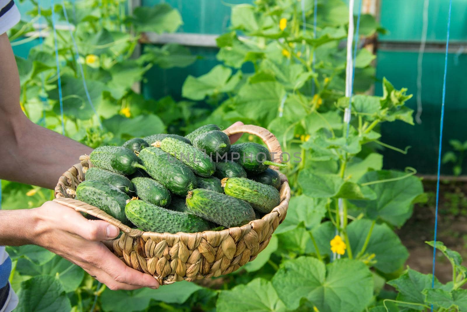 homemade cucumber cultivation and harvest in the hands of men. by yanadjana