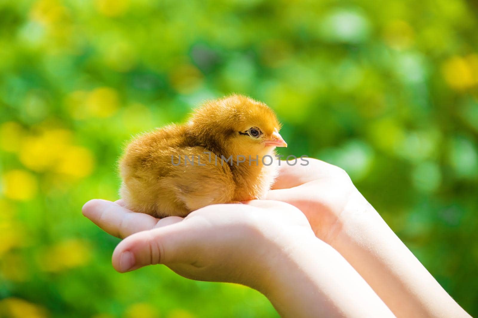 The child holds a chicken in his hands. Selective focus. by yanadjana