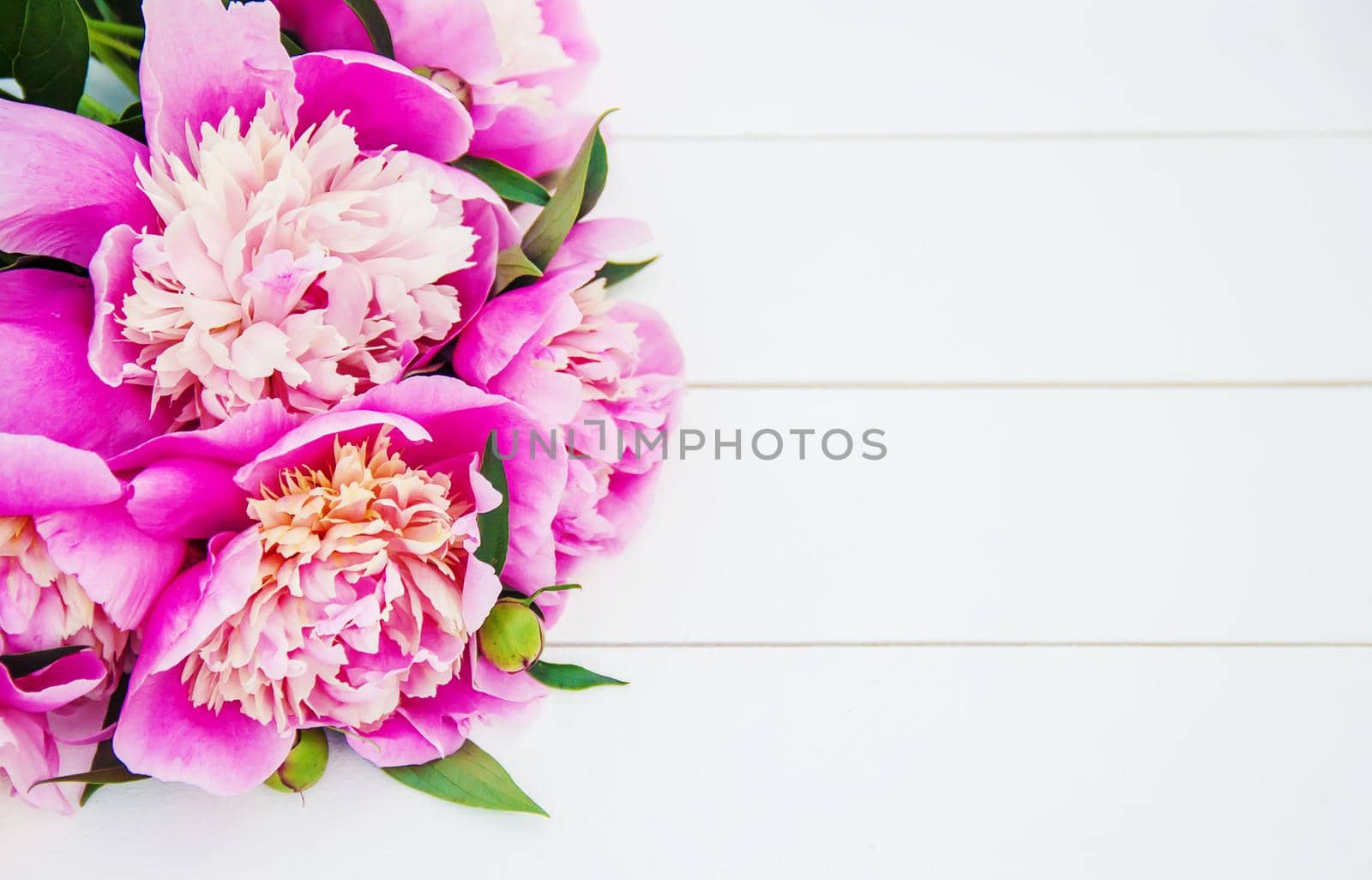flowers peonies on a white background. selective focus.