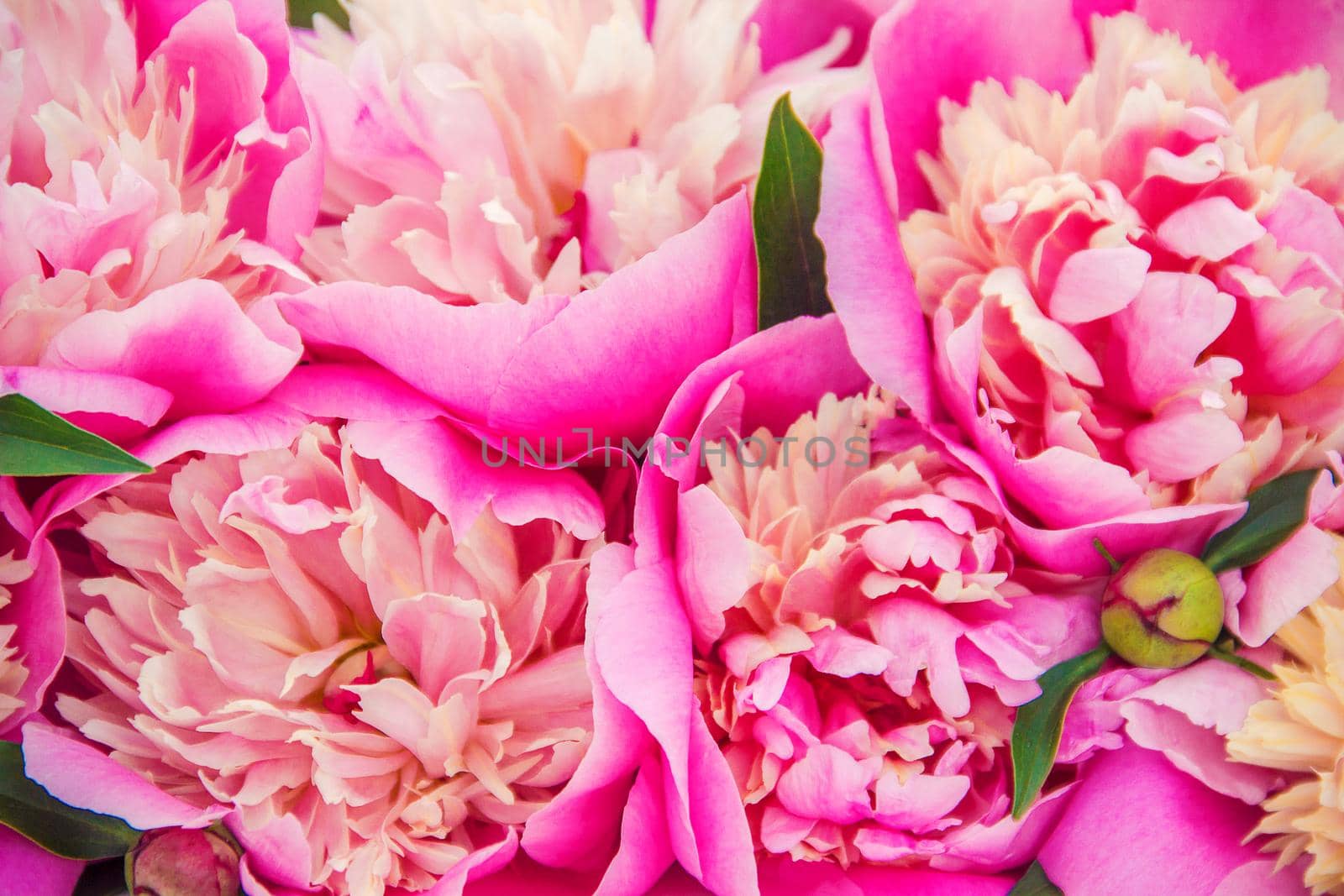 flowers peonies on a white background. selective focus. by yanadjana