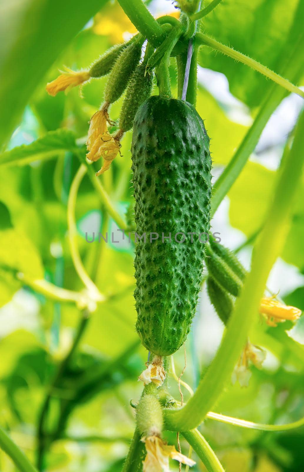 homemade cucumber cultivation and harvest. selective focus.