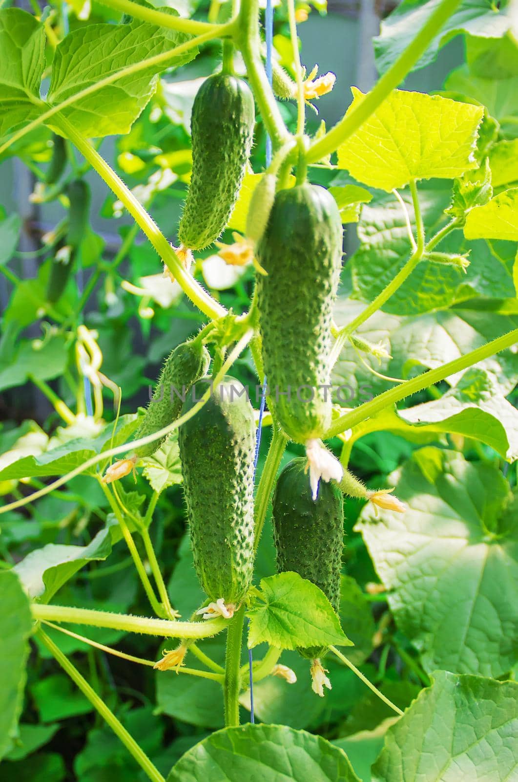 homemade cucumber cultivation and harvest. selective focus.