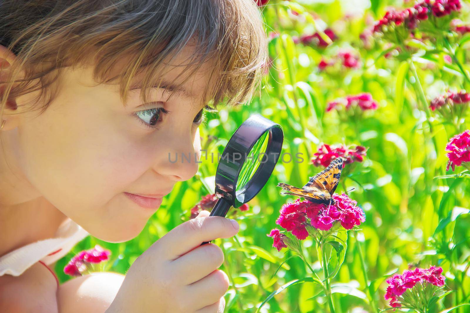 look in a magnifying glass butterfly sits on flowers. selective focus. by yanadjana