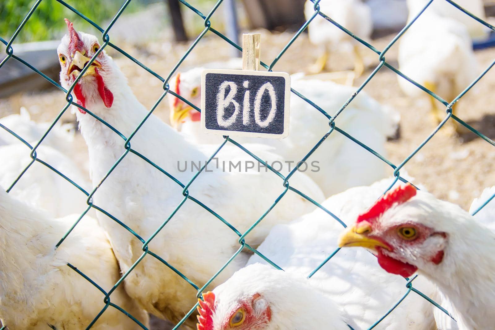 Bio chickens on a home farm. Selective focus. nature.