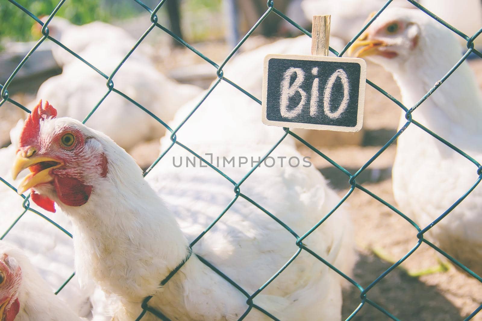 Bio chickens on a home farm. Selective focus. nature.