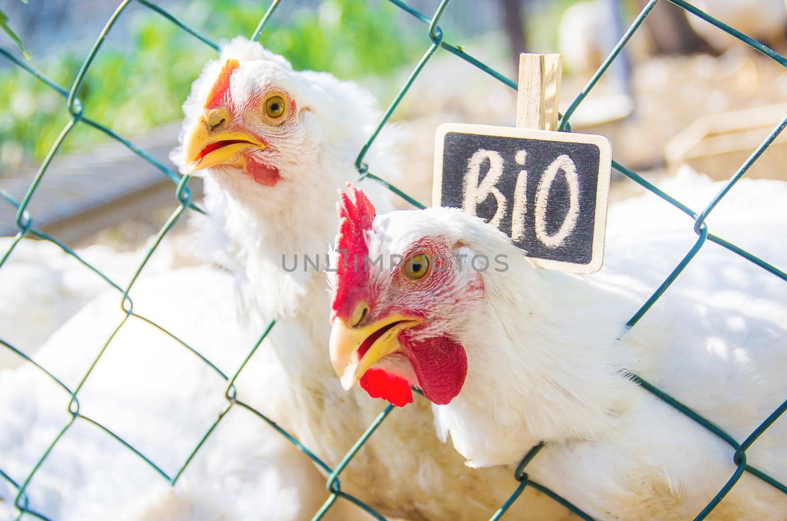 Bio chickens on a home farm. Selective focus.