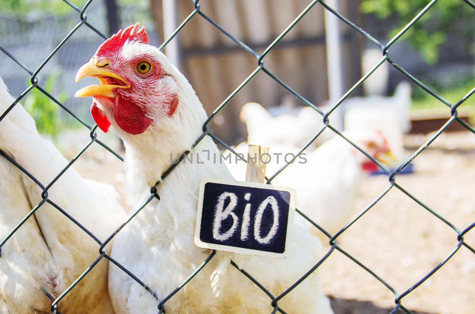 Bio chickens on a home farm. Selective focus.