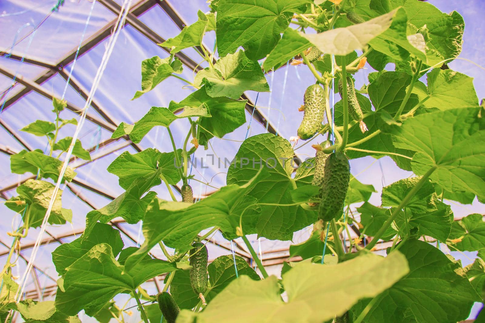 homemade cucumber cultivation and harvest. selective focus.