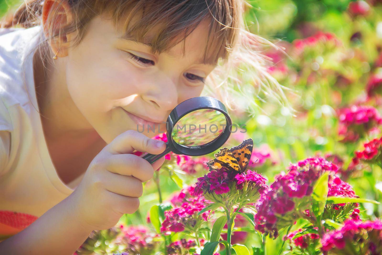 look in a magnifying glass butterfly sits on flowers. selective focus.