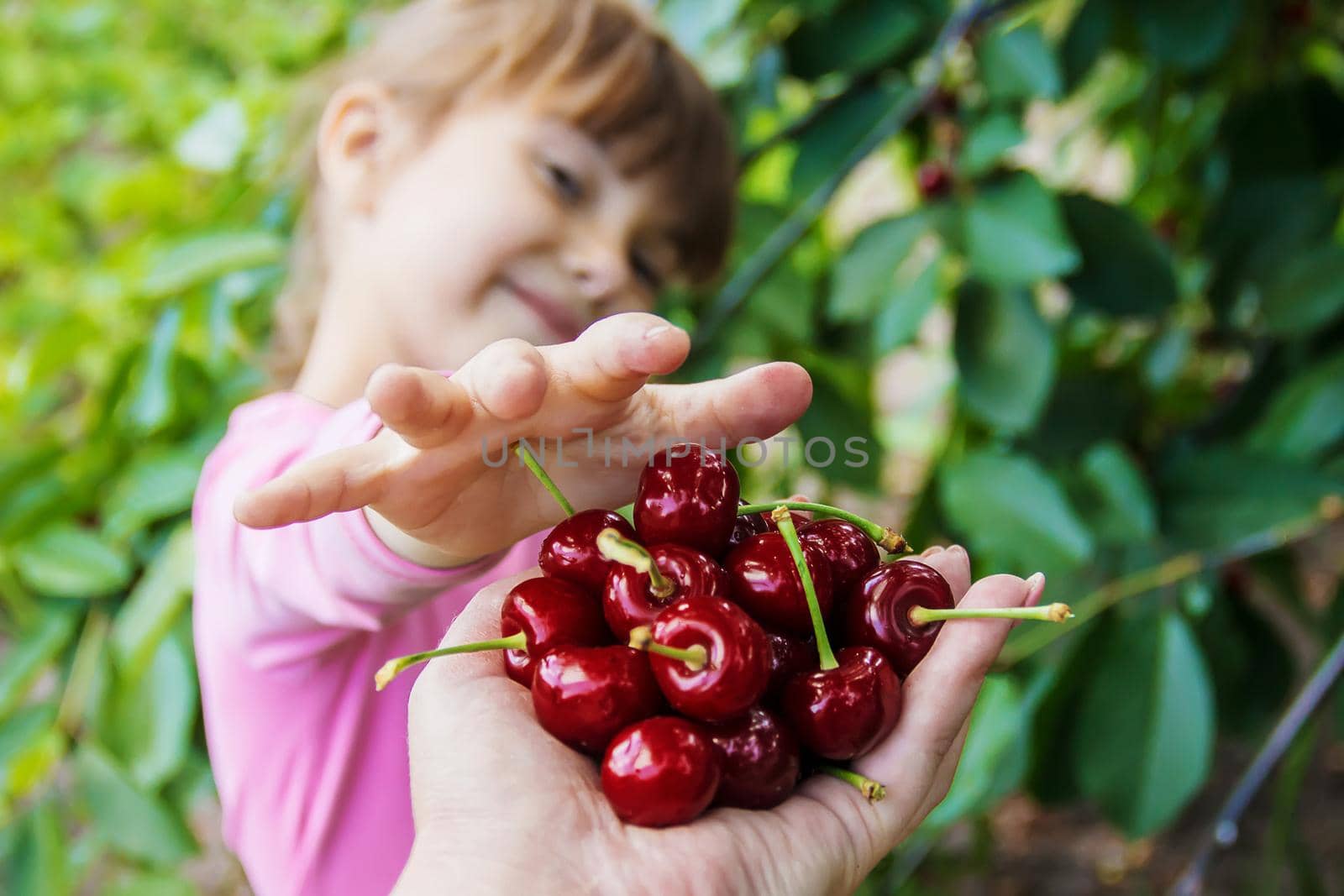 The child is picking cherries in the garden. Selective focus.