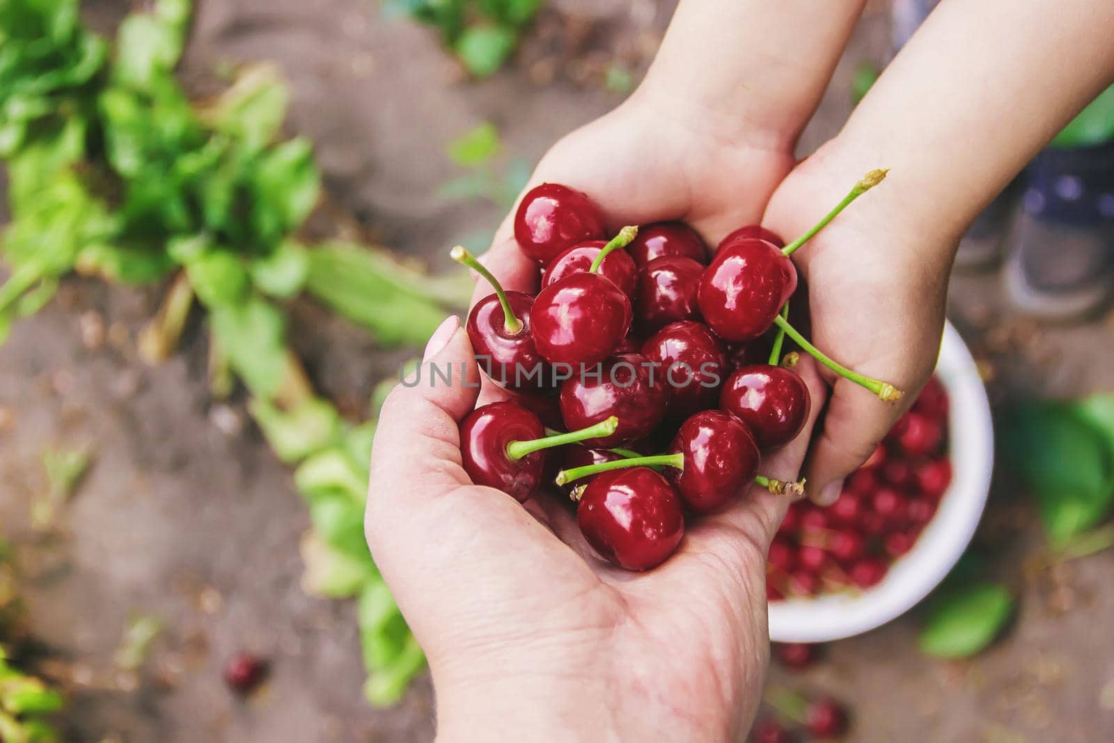 The child is picking cherries in the garden. Selective focus. food.